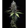ZOAP · Barneys Farm · kenevir tohum · Disi · Fem