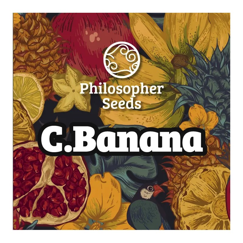 C BANANA · Philosopher Seeds · kenevir tohum · Disi · Fem