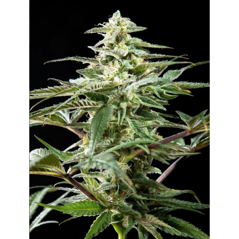 CBD RICH CANDY · Philosopher Seeds · kenevir tohum · Disi · Fem