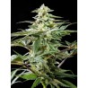 CBD RICH CANDY · Philosopher Seeds · kenevir tohum · Disi · Fem