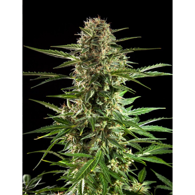CHEESY AUTO CBD · Philosopher Seeds · kenevir tohum · Auto Fem