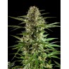 CHEESY AUTO CBD · Philosopher Seeds · kenevir tohum · Auto Fem