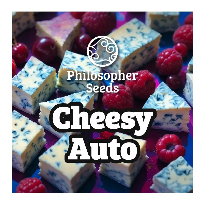 CHEESY AUTO · Philosopher Seeds · kenevir tohum · Auto Fem
