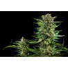 CHEESY AUTO · Philosopher Seeds · kenevir tohum · Auto Fem