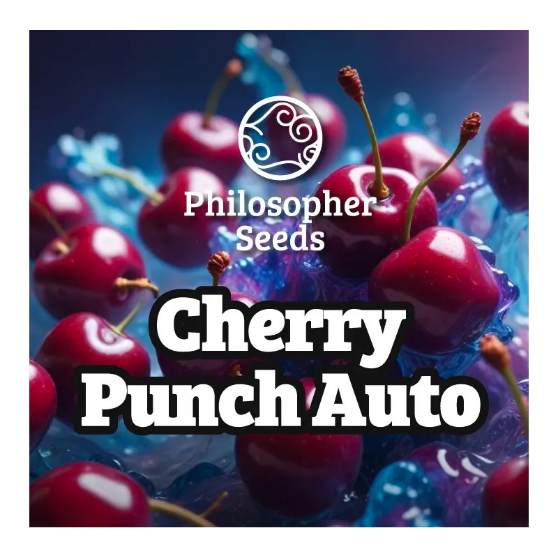 CHERRY PUNCH AUTO · Philosopher Seeds · kenevir tohum · Disi · AutoFem