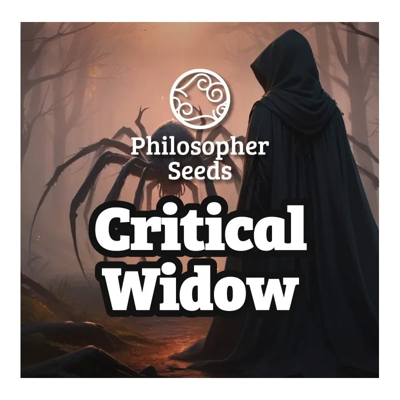 CRITICAL WIDOW · Philosopher Seeds · kenevir tohum · Disi · Fem