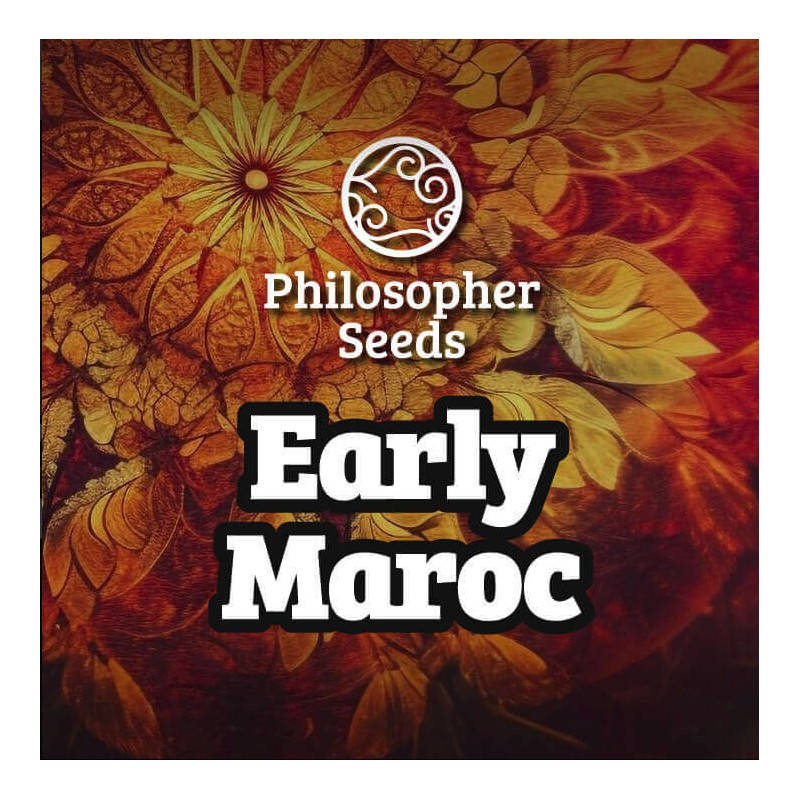 EARLY MAROC · Philosopher Seeds · kenevir tohum · Disi · Fem