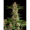 FRAGGLE SKUNK AUTO · Philosopher Seeds · kenevir tohum · AutoFem