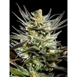 FRUITY JACK · Philosopher Seeds · kenevir tohum · Disi · Fem