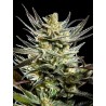 FRUITY JACK · Philosopher Seeds · kenevir tohum · Disi · Fem