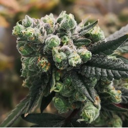GORILLA PUNCH AUTO · Philosopher Seeds · kenevir tohum · Disi · AutoFem