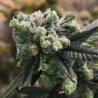 GORILLA PUNCH AUTO · Philosopher Seeds · kenevir tohum · Disi · AutoFem