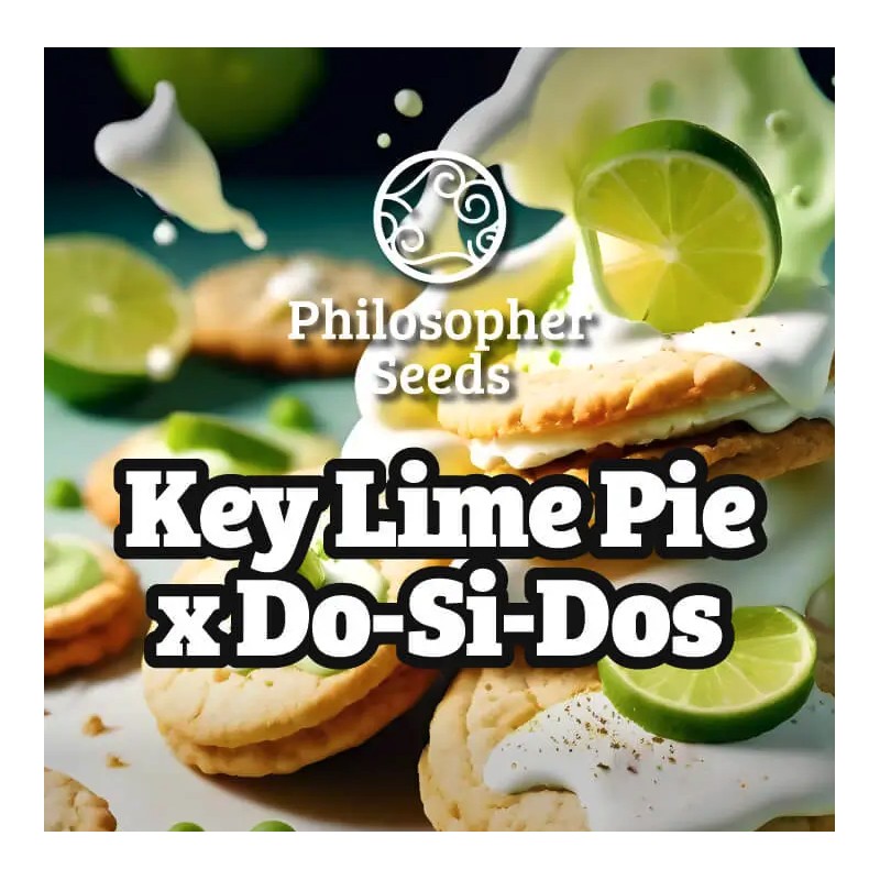 KEY LIME PIE X DOS-SI-DOS · Philosopher Seeds · kenevir tohum · Disi · Fem