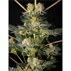 KEY LIME PIE X DOS-SI-DOS · Philosopher Seeds · kenevir tohum · Disi · Fem
