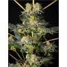 KEY LIME PIE X DOS-SI-DOS · Philosopher Seeds · kenevir tohum · Disi · Fem