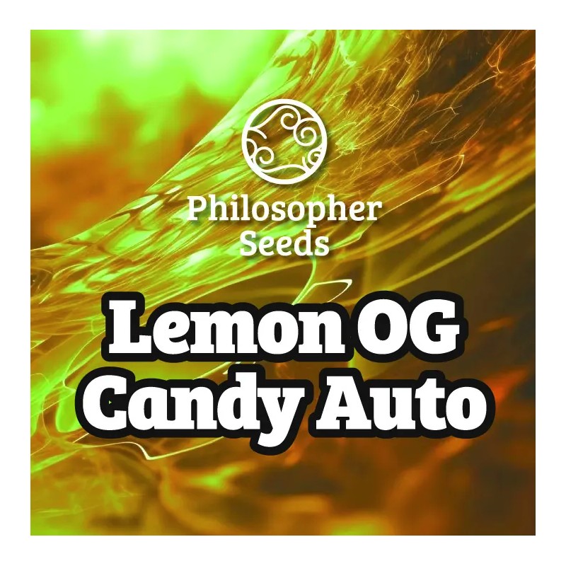 LEMON OG CANDY AUTO · Philosopher Seeds · kenevir tohum · Disi · AutoFem