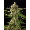 LEMON OG CANDY · Philosopher Seeds · kevenir tohum · Fem