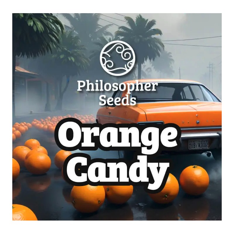 ORANGE CANDY · Philosopher Seeds · kevenir tohum · Fem