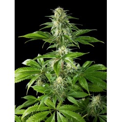 PURE CBD PUNCH · Philosopher Seeds · kenevir tohum · Disi · Fem