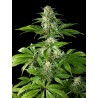 PURE CBD PUNCH · Philosopher Seeds · kenevir tohum · Disi · Fem
