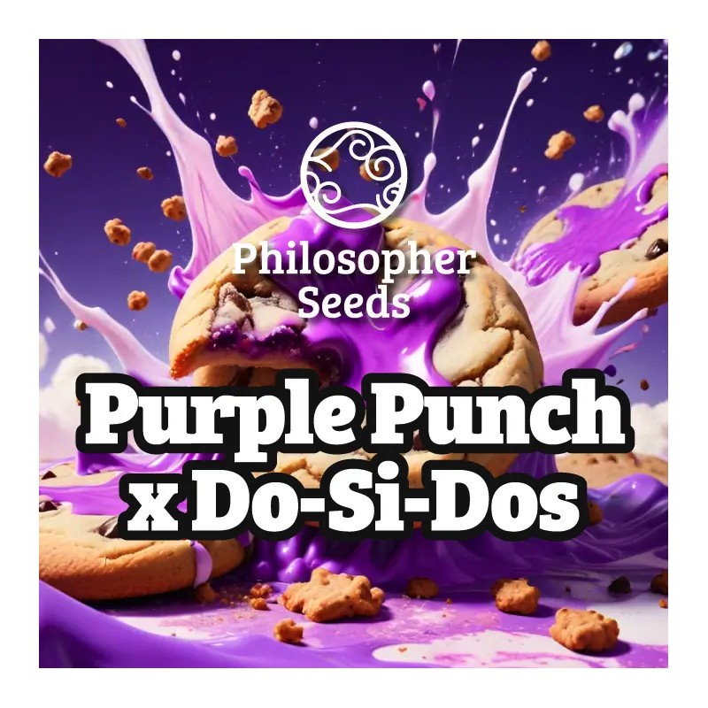 PURPLE PUNCH X DO-SI-DOS · Philosopher Seeds · kenevir tohum · Disi · Fem