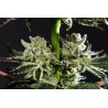 PURPLE PUNCH X DO-SI-DOS · Philosopher Seeds · kenevir tohum · Disi · Fem
