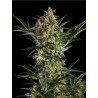 SLEEPY YODA AUTO · Philosopher Seeds · kenevir tohum · Auto Fem