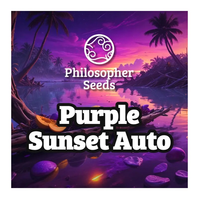 PURPLE SUNSET AUTO · Philosopher Seeds · kenevir tohum · Disi · AutoFem