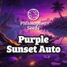 PURPLE SUNSET AUTO · Philosopher Seeds · kenevir tohum · Disi · AutoFem