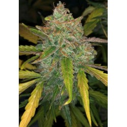 PURPLE SUNSET AUTO · Philosopher Seeds · kenevir tohum · Disi · AutoFem