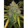 PURPLE SUNSET AUTO · Philosopher Seeds · kenevir tohum · Disi · AutoFem