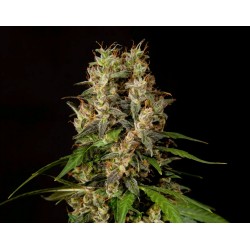SWEETLOVE · Philosopher Seeds · kenevir tohum · Disi · Fem