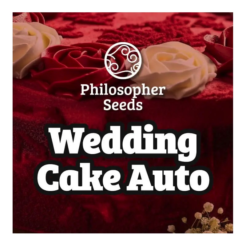 WEDDING CAKE AUTO · Philosopher Seeds · kenevir tohum · Disi · AutoFem
