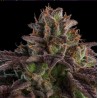 AUTO K-MINTZ · Ripper Seeds · kenevir tohum  · AutoFem