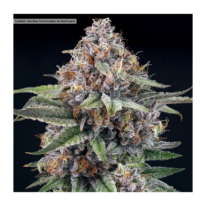 EYEBALLZ · Ripper Seeds · kenevir tohum  · Fem