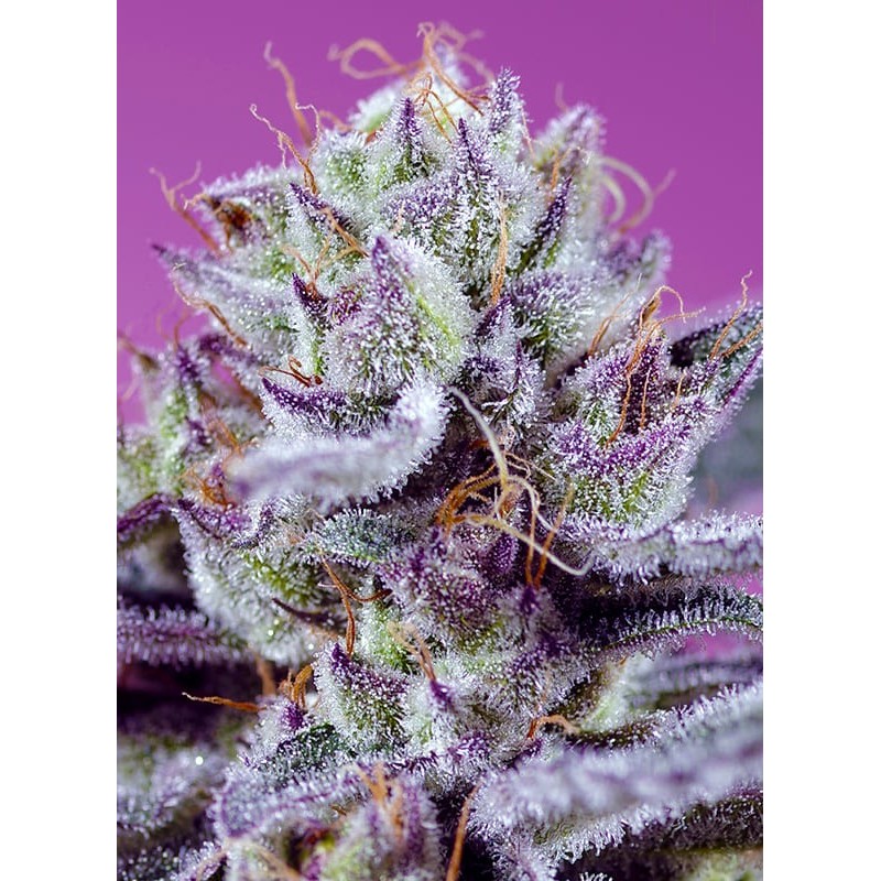 DIABLO'S DELIGHT XL AUTO · Sweet Seeds · cannabis seeds · AutoFem