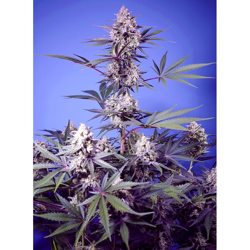 MENTAL RAINBOW F1 FAST VERSION · Sweet Seeds · cannabis seeds · Fem