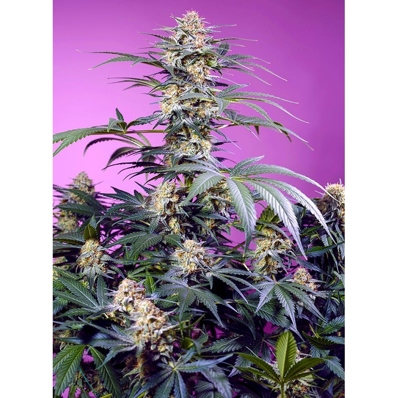 MONSTER MAKER · Sweet Seeds · cannabis seeds · Fem