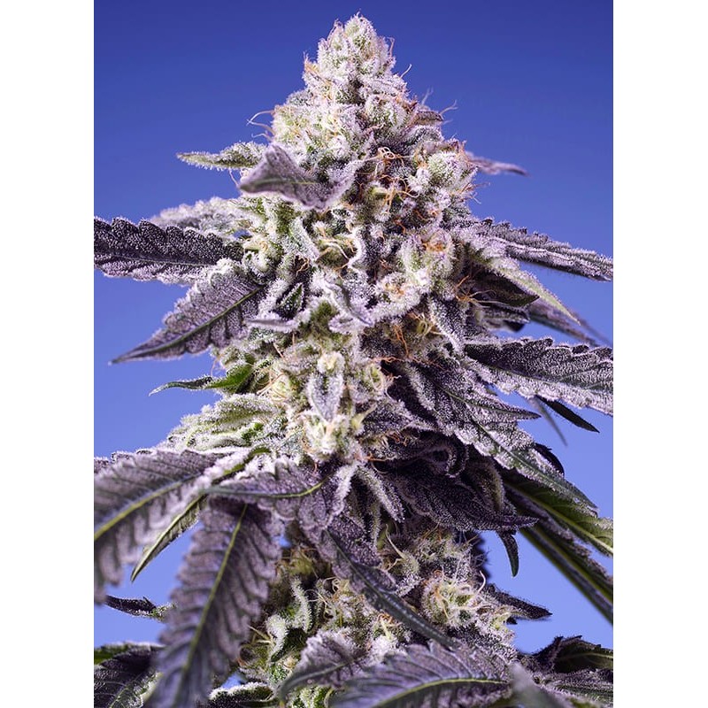PERMANENT JEALOUSY XL AUTO · Sweet Seeds · cannabis seeds · AutoFem