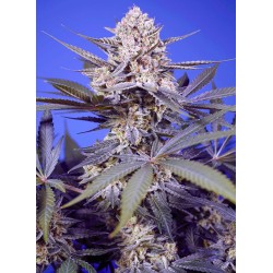 PINEAPPLE SLUSH XL AUTO ·...
