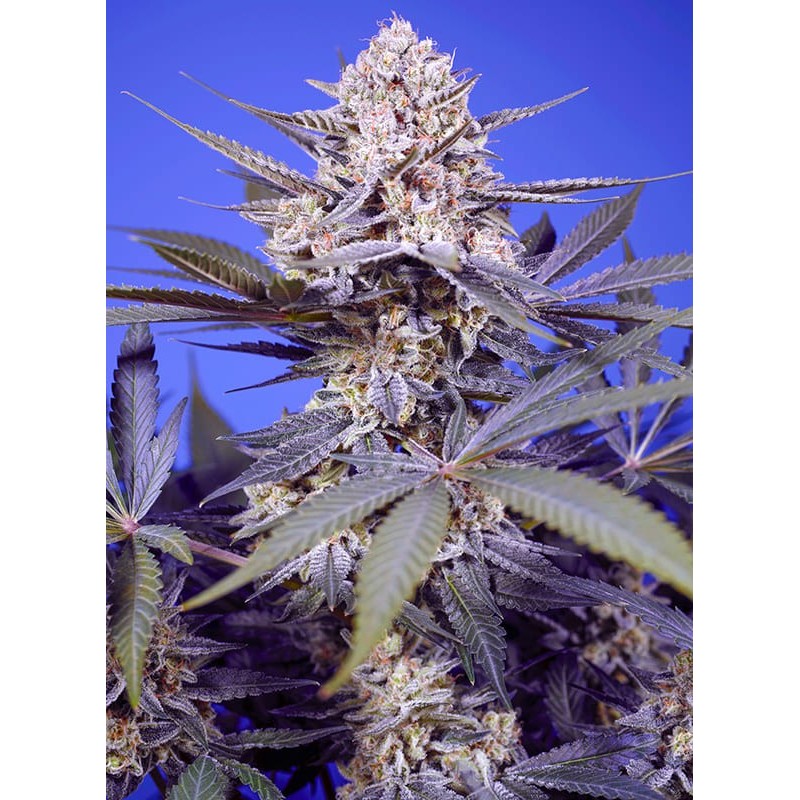 PINEAPPLE SLUSH XL AUTO · Sweet Seeds · cannabis seeds · AutoFem