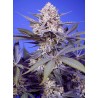PINEAPPLE SLUSH XL AUTO · Sweet Seeds · cannabis seeds · AutoFem