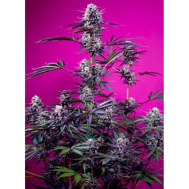 STUDIO 54 STARDUST AUTO · Sweet Seeds · cannabis seeds · AutoFem