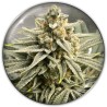 GRAPE FUEL · Medical Seeds · kenevir tohum · Disi · Fem