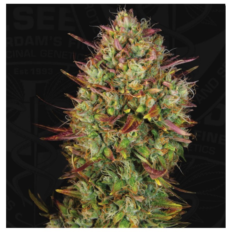 AUTO MK-ULTRA  · TH Seeds · cannabis seeds · AutoFem