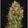 AUTO MK-ULTRA  · TH Seeds · kenevir tohum · Disi · AutoFem