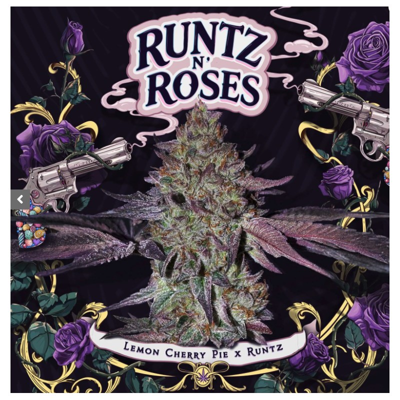 RUNTZ N´ROSES · TH Seeds · cannabis seeds · Fem