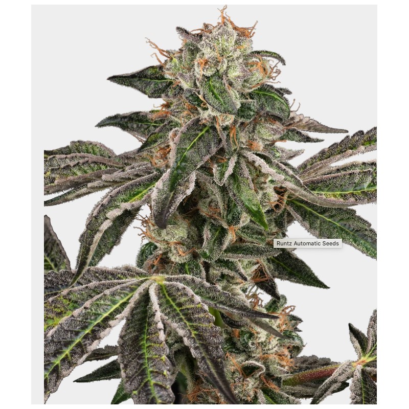 RUNTZ AUTO · White Label Seeds · cannabis seeds · AutoFem