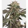 RUNTZ AUTO · White Label  Seeds · kenevir tohum · DIsi · AutoFem