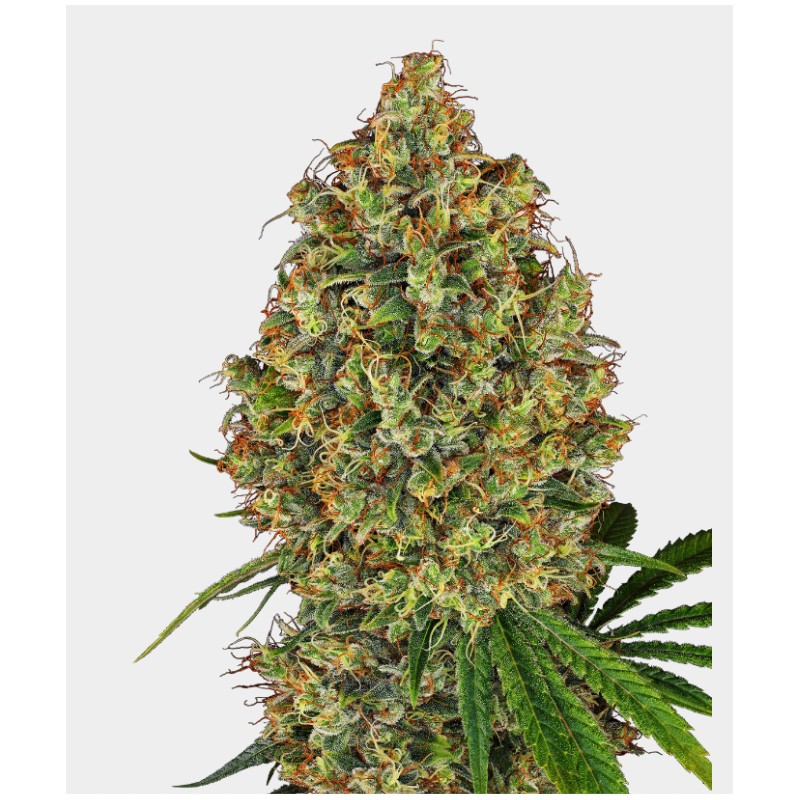 AK 420 FEMINIZADA · White Label Seeds · cannabis seeds · Fem